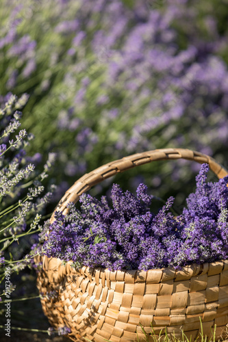 Fototapeta Naklejka Na Ścianę i Meble -  a wooden basket full of fragrant bouquets of lavender