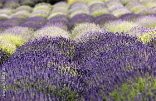 Fototapeta Naklejka Na Ścianę i Meble -  Garden with the flourishing lavender