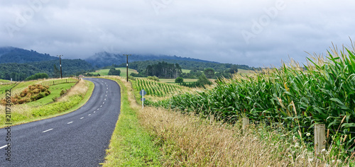 Country road in Waikato, New Zealand photo