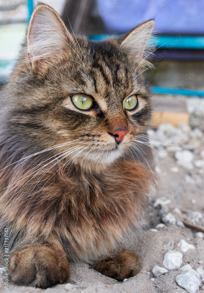 furry cat on a walk