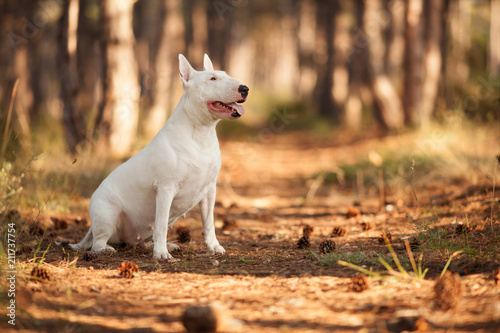white dog breed bull Terrier on a walk, a beautiful portrait © serova_ekaterina