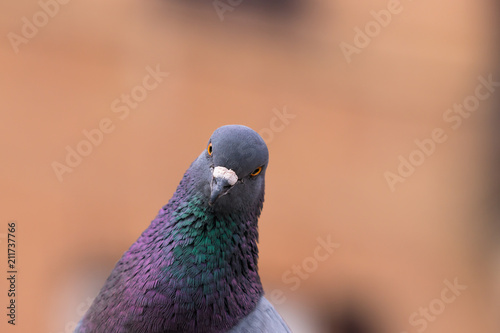 pigeon staring at camera photo