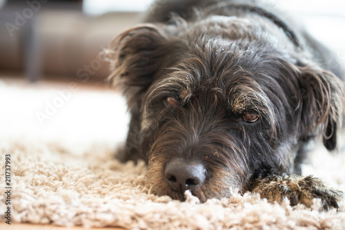 Alter, gelangweilter Hund