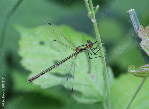 Chalcolestes viridis, formerly Lestes viridis, Its common name is the willow emerald damselfly or the western willow spreadwing photo