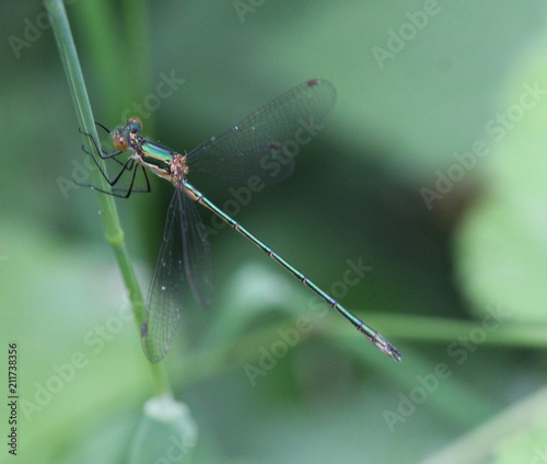 Chalcolestes viridis, formerly Lestes viridis, Its common name is the willow emerald damselfly or the western willow spreadwing photo