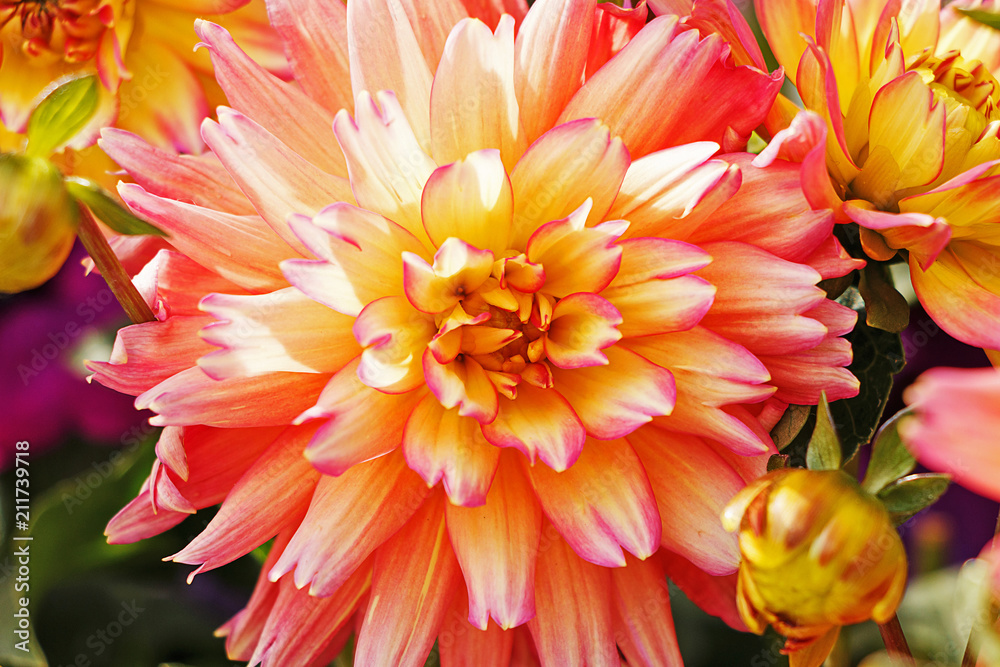 Beautiful summer dahlia blooming in the park Beautiful summer dahlia blooming in the park