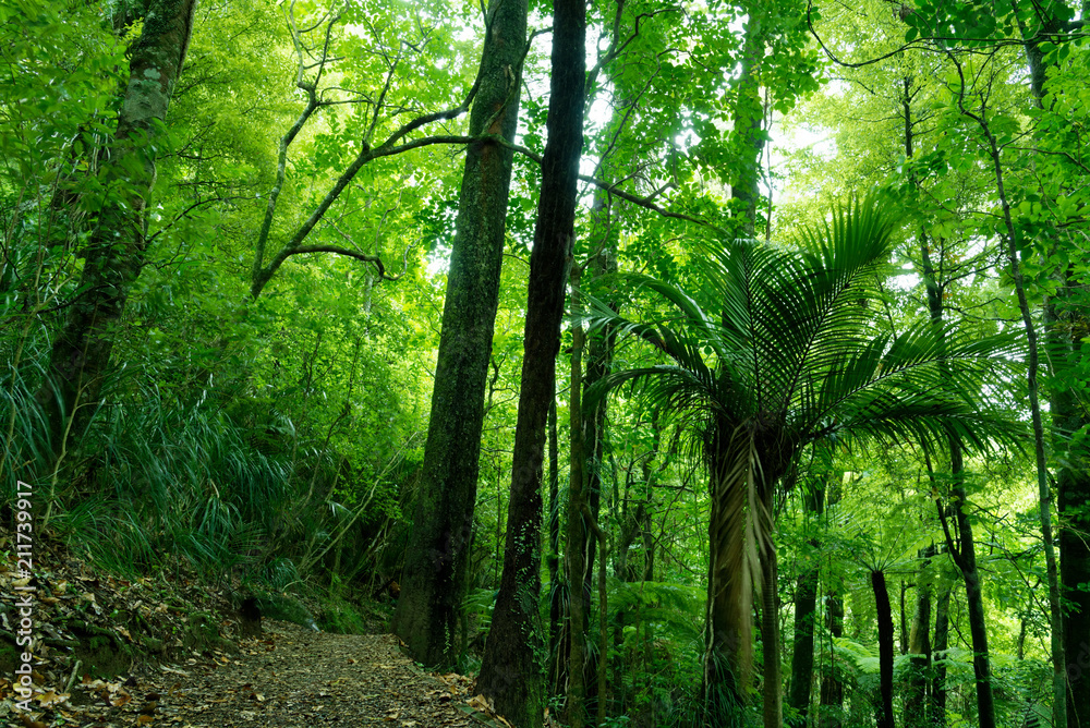 Fototapeta Bujny zielony las w Nowej Zelandii