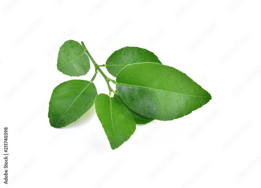 lime leaves with drops isolated on a white background lime leaves with drops isolated on a white background