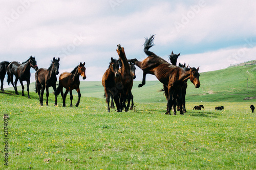 herd of Karachai horses