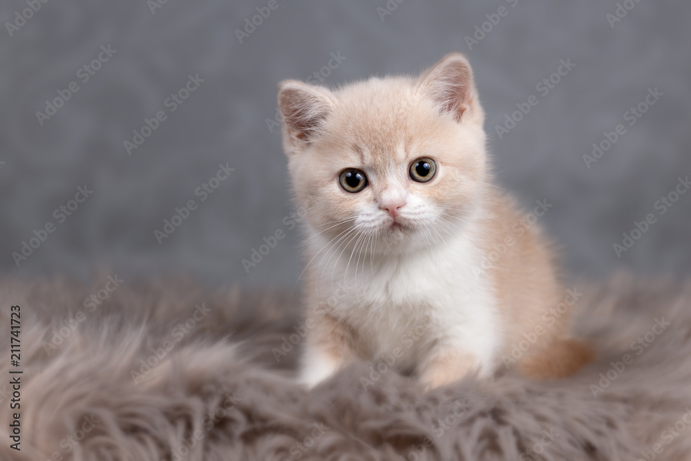 Niedliches BKH Kitten in creme-white - Britisch Kurzhaar Kater Stock Photo  | Adobe Stock