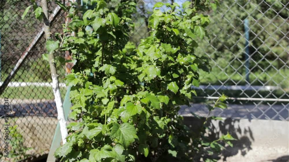 spray the bushes in the garden,A man destroys insects in the fruit bushes in the garden spray the bushes in the garden,A man destroys insects in the fruit bushes in the garden