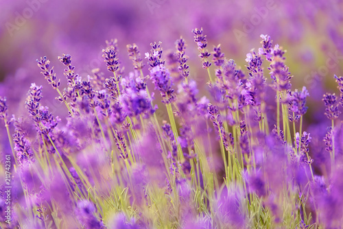 Fototapeta Naklejka Na Ścianę i Meble -  Lavender field. Closeup photo