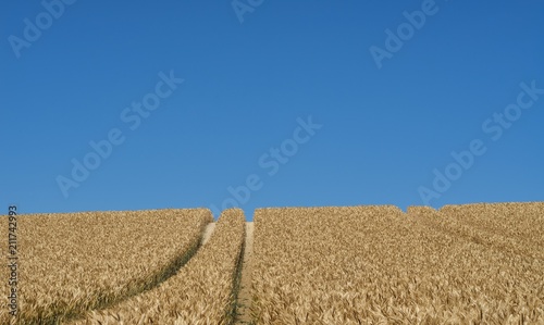 Wheat field in front of cloudless blue sky
