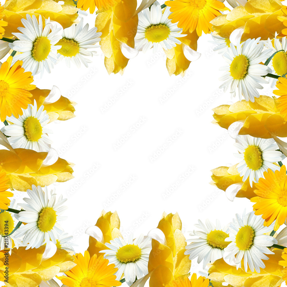 Beautiful floral background of pachystachys, chamomile and calendula Beautiful floral background of pachystachys, chamomile and calendula