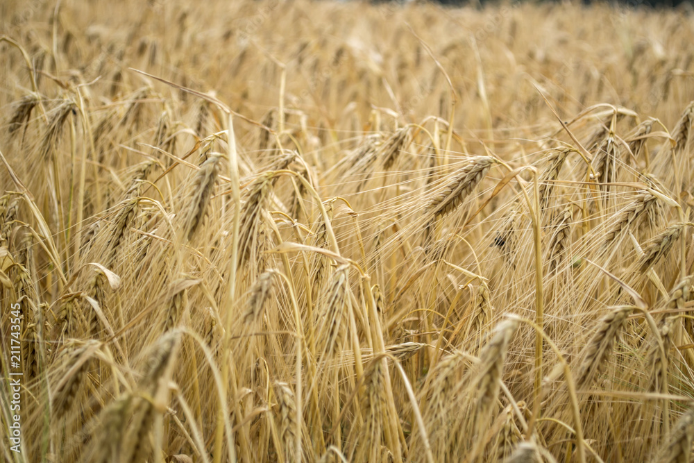 Wheat field at summer. Close up. Wheat background. Wheat field at summer. Close up. Wheat background.