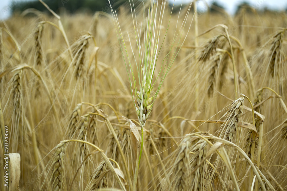 Fototapeta premium Wheat field at summer. Close up. Wheat background.