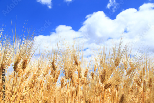 Barley ears on field under blue sky