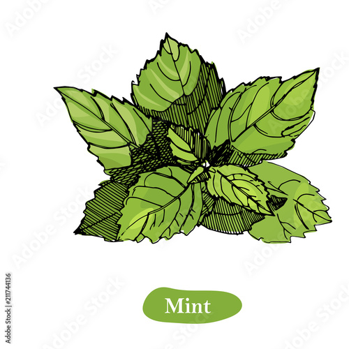 Mint vector drawing illustration, isolated on the white background. Herbal engraved style illustration