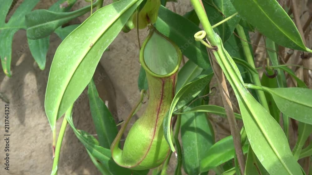 Pitcher plant. Camera zoom in