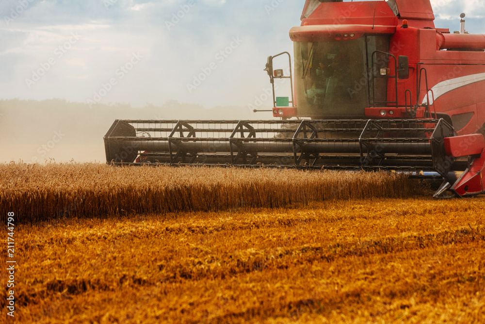 Fototapeta premium Early morning in the field