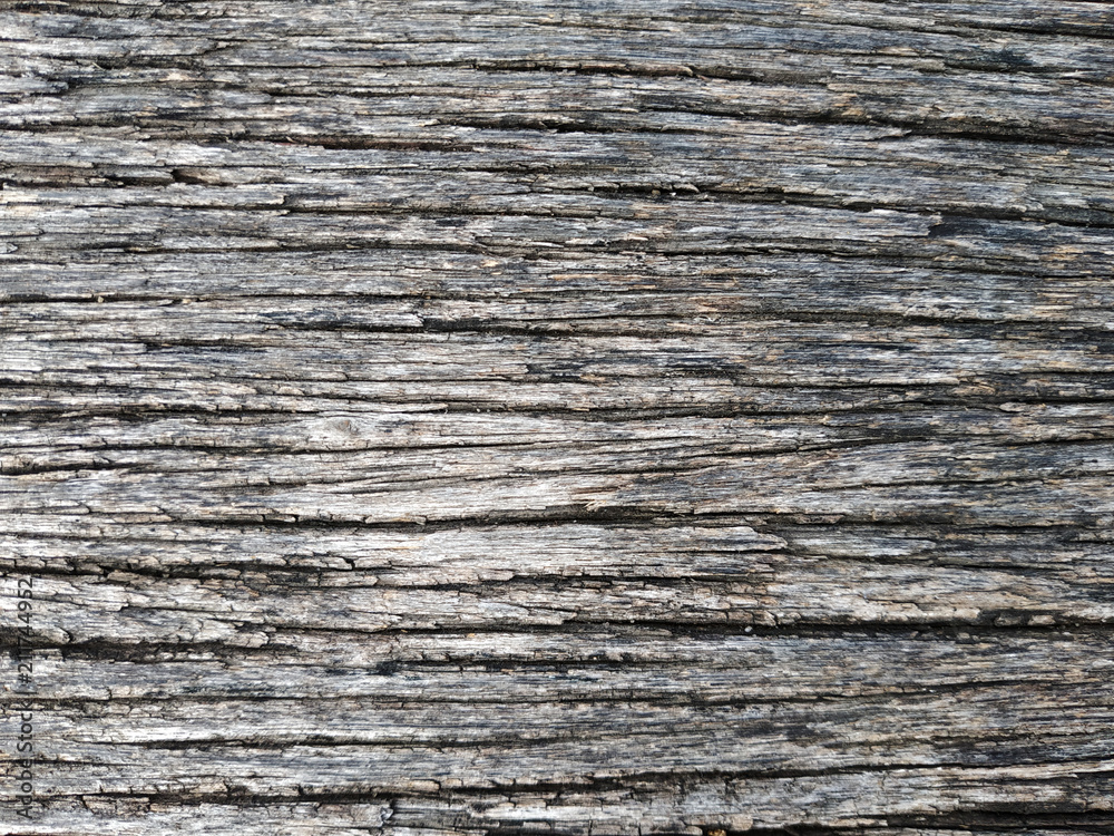 Naklejka premium wood texture from tree