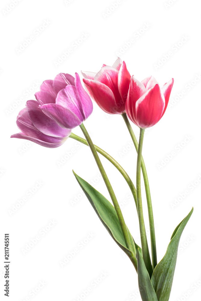 Beautiful pink and lilac tulip flower isolated on a white background Beautiful pink and lilac tulip flower isolated on a white background