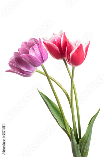 Fototapeta Naklejka Na Ścianę i Meble -  Beautiful pink and lilac tulip flower isolated on a white background