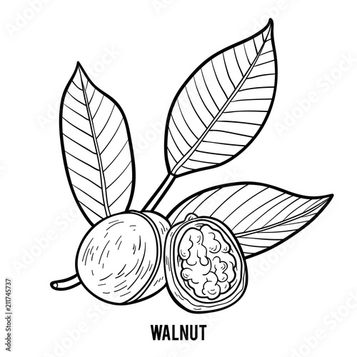 Coloring book, Walnut