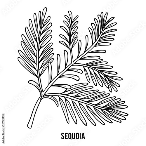Coloring book, Sequoia branch