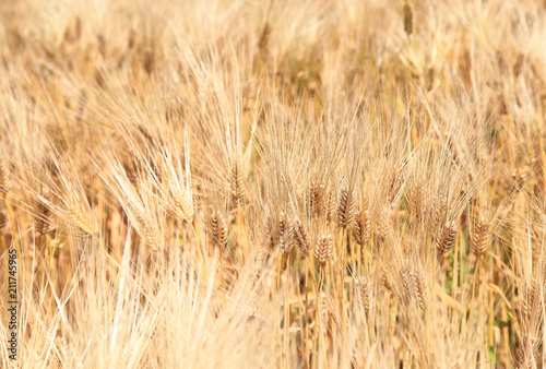 Barley ears on field