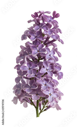 Single gentle branch of blossoming lilac close up isolated on white