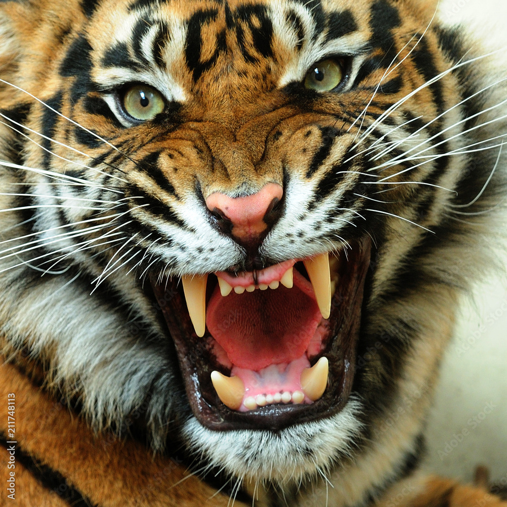 Gartenposter Wütender Tiger