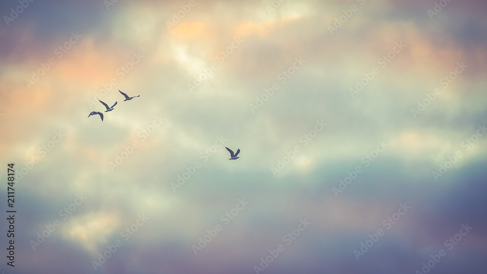 Birds in sky background Birds in sky background
