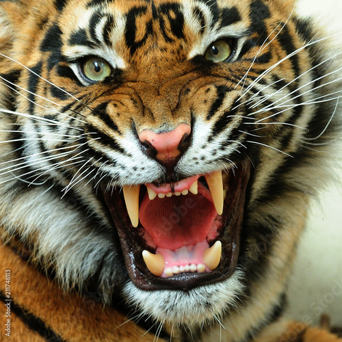 Fotobehang Angry tiger