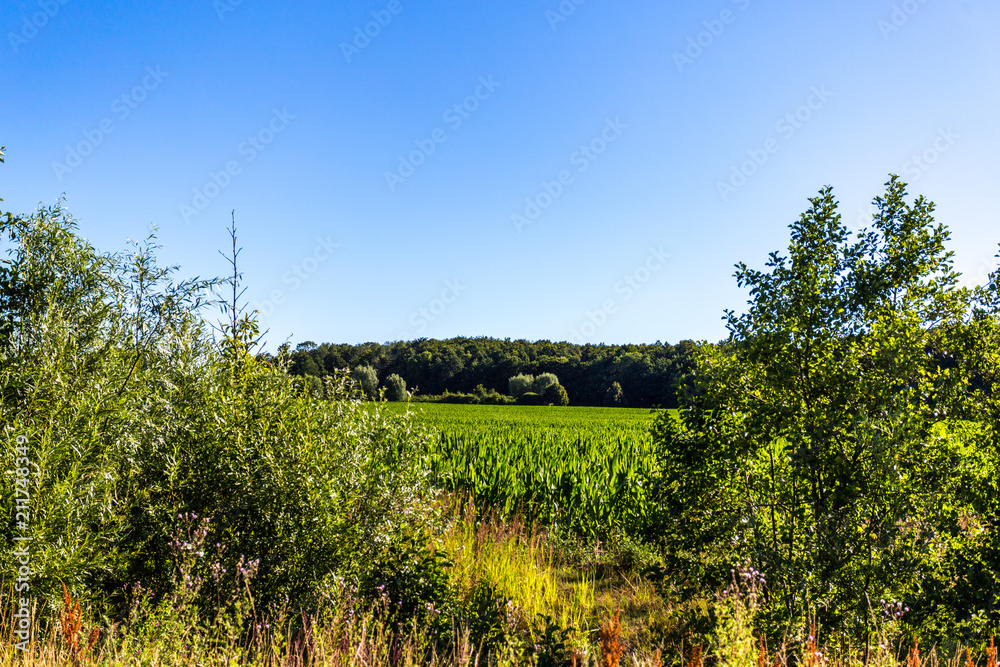 Obraz premium Walddetail