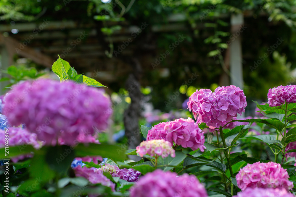 Beautiful hydrangeas garden. Heart shape flowers, love concept. Natural background. Beautiful hydrangeas garden. Heart shape flowers, love concept. Natural background.