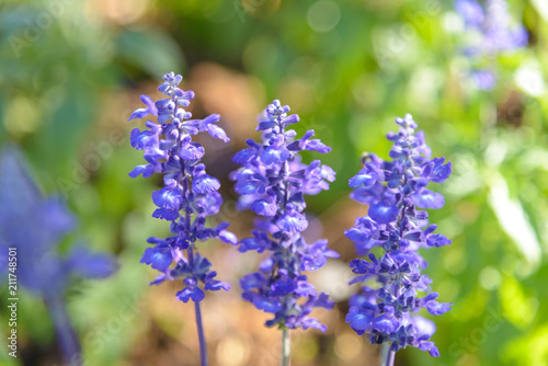 Fototapeta Naklejka Na Ścianę i Meble -  Blooming violet lavender flowers in sunny day
