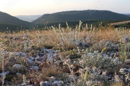 Meadow at the hild in the evening, Crimea photo