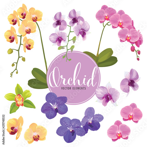 Fototapeta Naklejka Na Ścianę i Meble -  Orchid flower on white background. Vector set of exotic tropical blooming floral for holiday invitations, greeting card and fashion design.