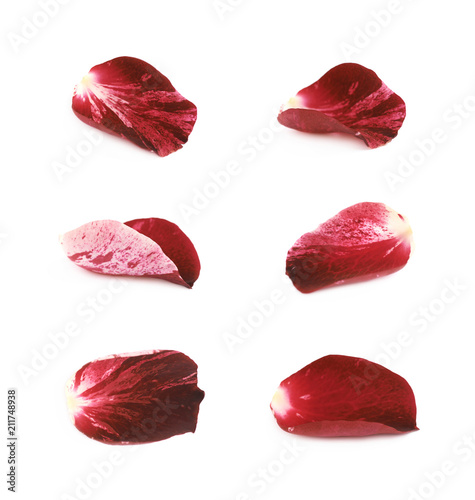 Red rose petal isolated