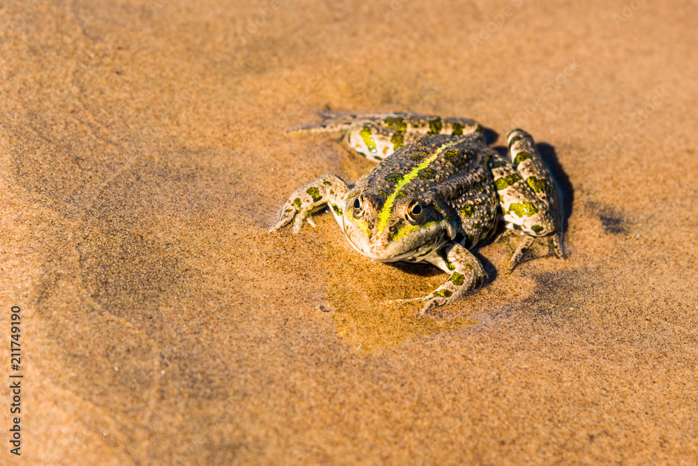 Toad on a sandy beach close up