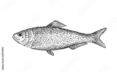 Hand drawn vector fish