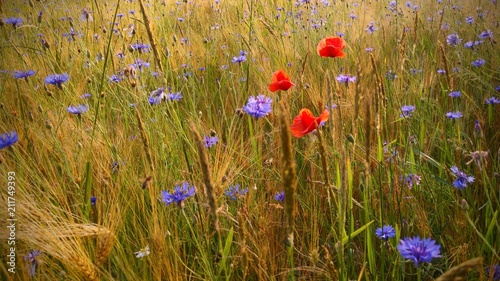 kornblumen und mohnblumen