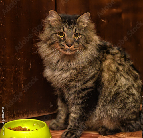 brown Siberian cat next to a bowl with food photo