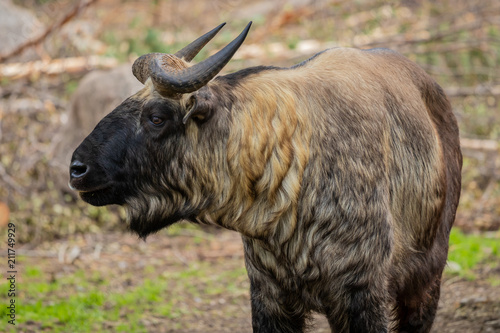 The Mishmi takin (Budorcas taxicolor taxicolor) photo