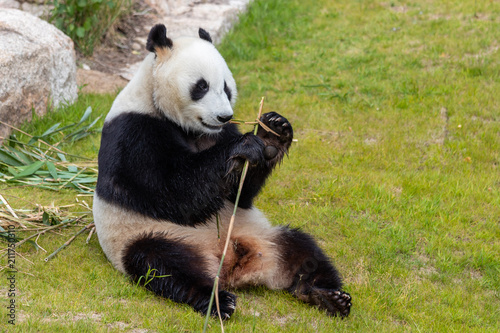 Fototapeta Naklejka Na Ścianę i Meble -  The giant panda (Ailuropoda melanoleuca)