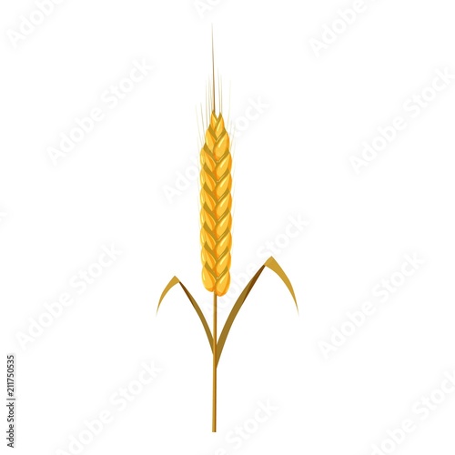 Wheat spike icon. Cartoon illustration of wheat ears vector icon for web design