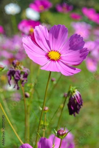 Pink cosmos flowers blooming in the garden © bigy9950