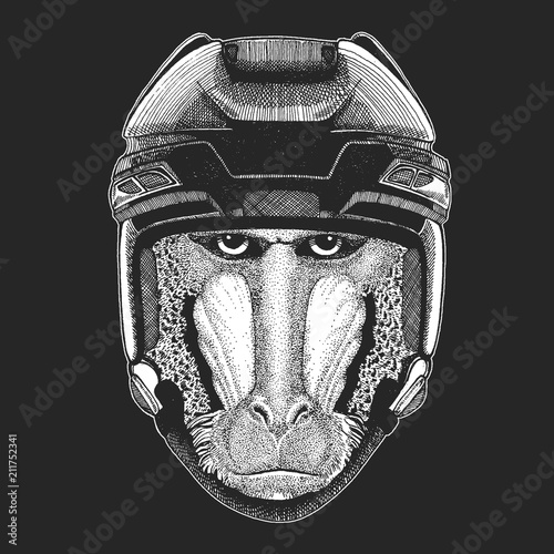 Photography Monkey, baboon, dog-ape, ape Wild animal wearing hockey helmet