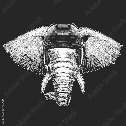 Photography African or indian Elephant Wild animal wearing hockey helmet